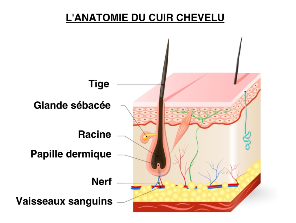 transformez vos cheveux grâce aux compléments alimentaires 1 Anatomie du cuir chevelu